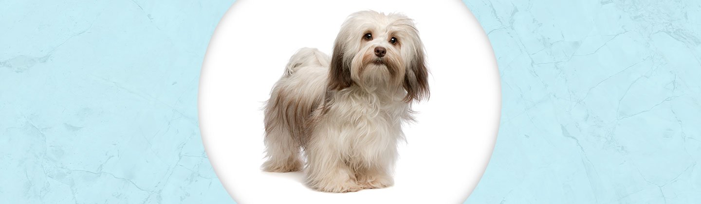 Havanese Jewelry Dazzling Paws