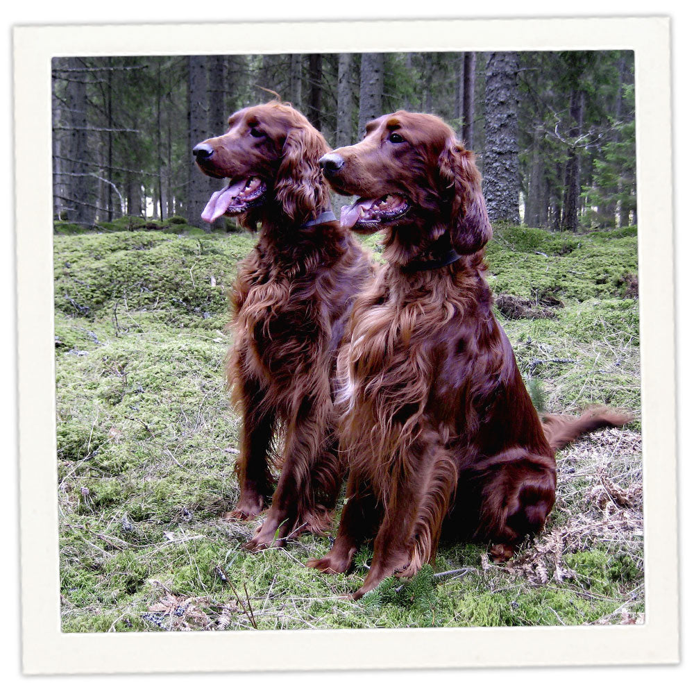 Cocker Spaniel Irish Setter Retriever Mix Irish Setter And Cocker