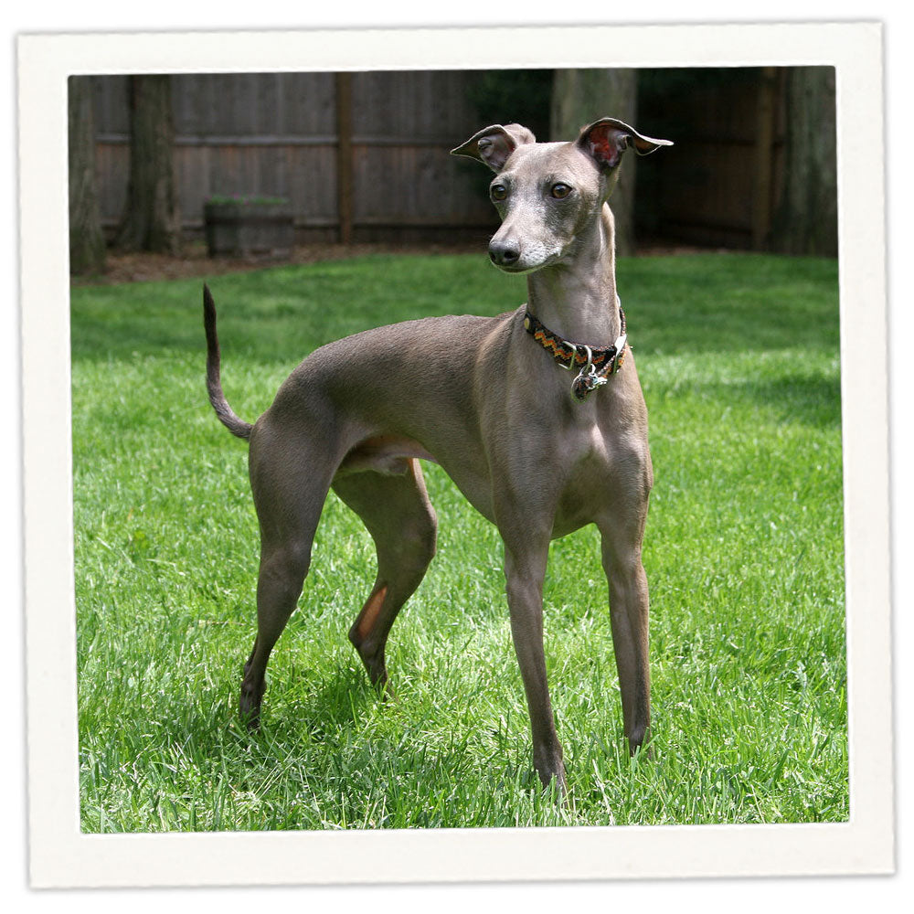 Italian greyhound jewelry shop