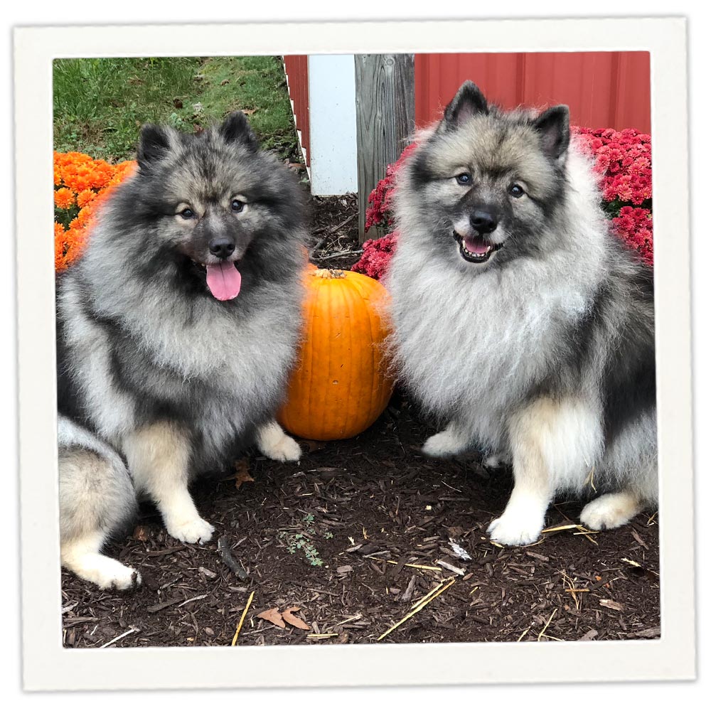 Spitz Keeshond Dogs For Sale Keeshond Spitz Family Breeds Keeshond