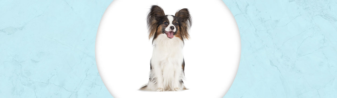 Papillon sales dog jewelry
