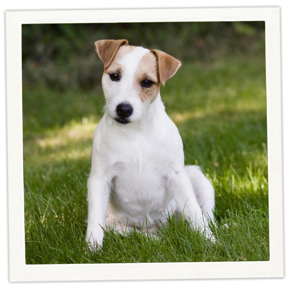 Russell Dogs Parsons Terrier Puppy Terrier Puppy Parson Russell