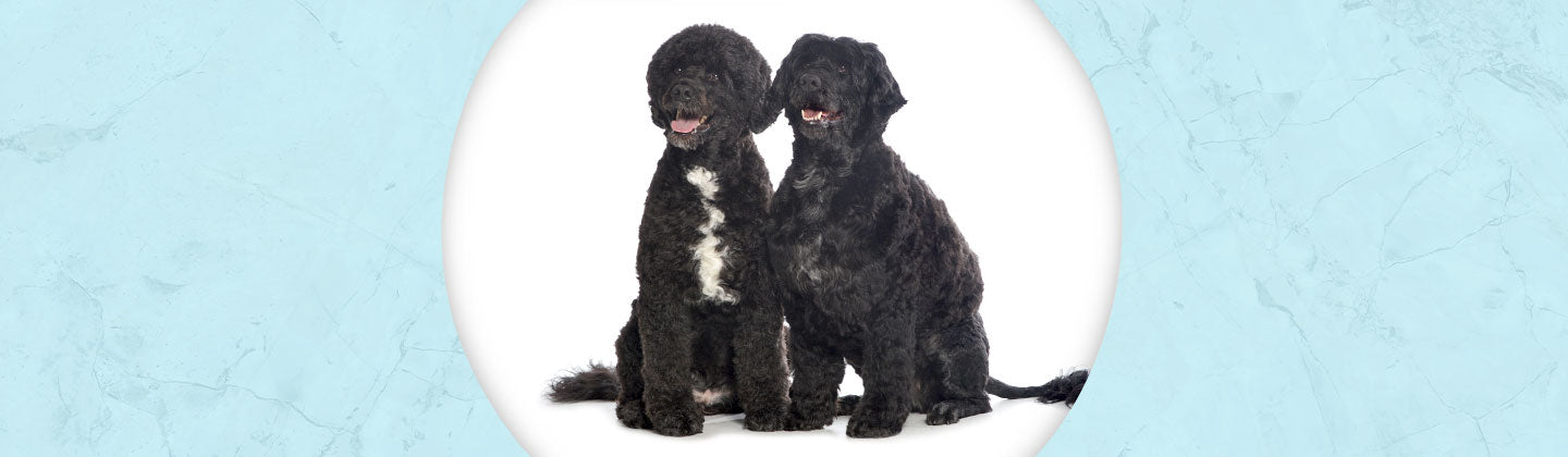 Portuguese Water Dog Jewelry – Dazzling Paws