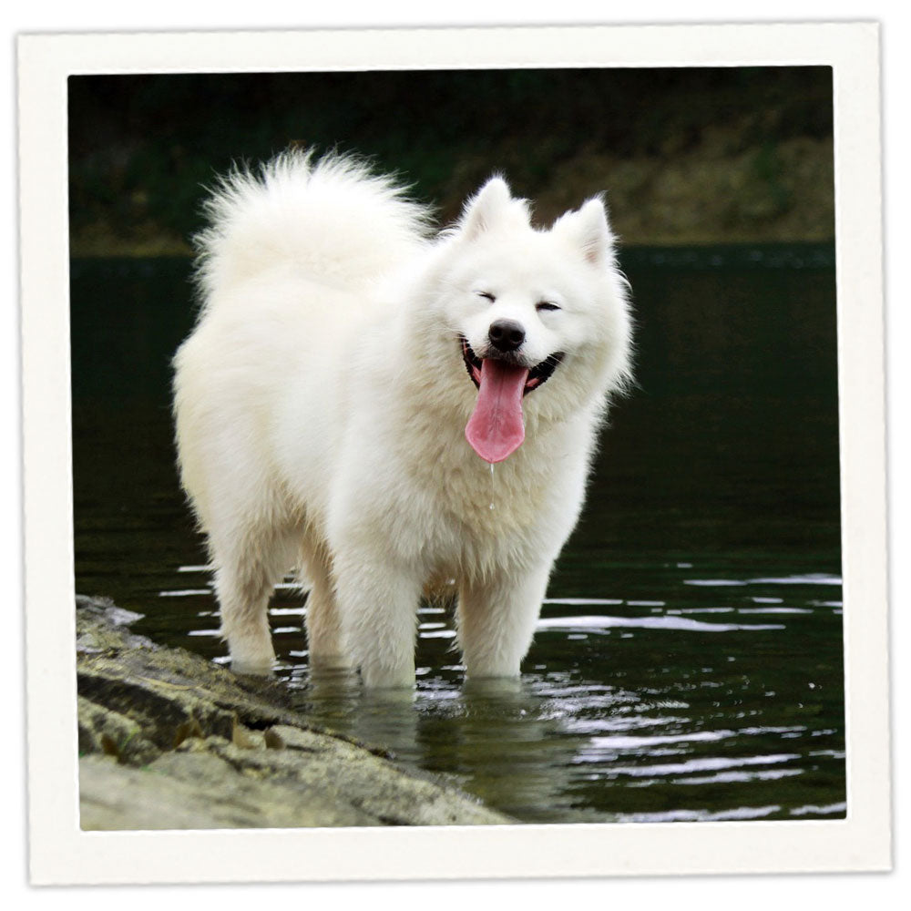 Wet Samoyed Wet Samoyed Dog Samoyed Dog Fox Samoyed Dog By AsNa
