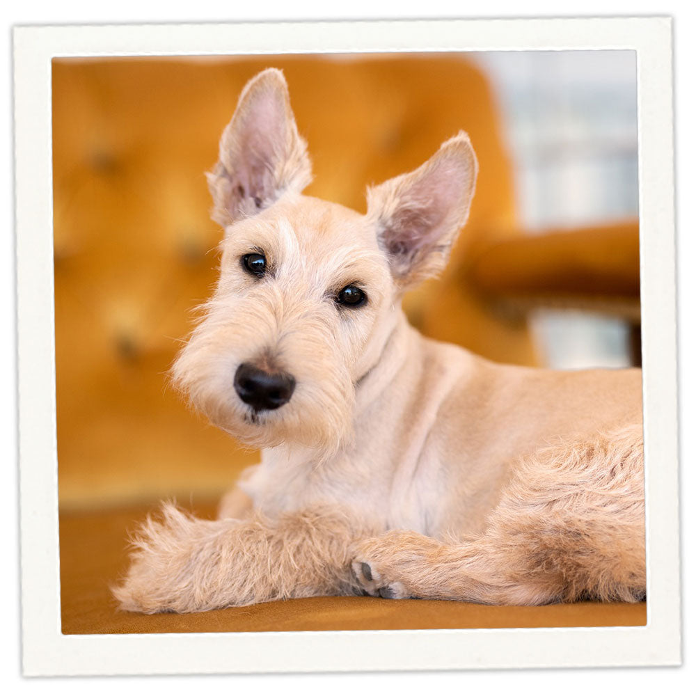 Toy Schnauzer Puppy Wheaten Miniature Schnauzer Mini Schnauzer