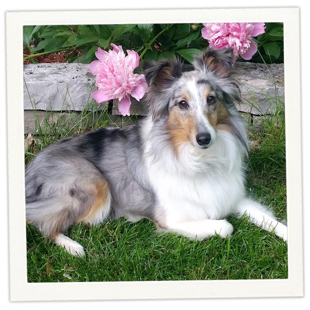 Rough Collie Coastal View Shelties Rough Coat Collie Hot Sale