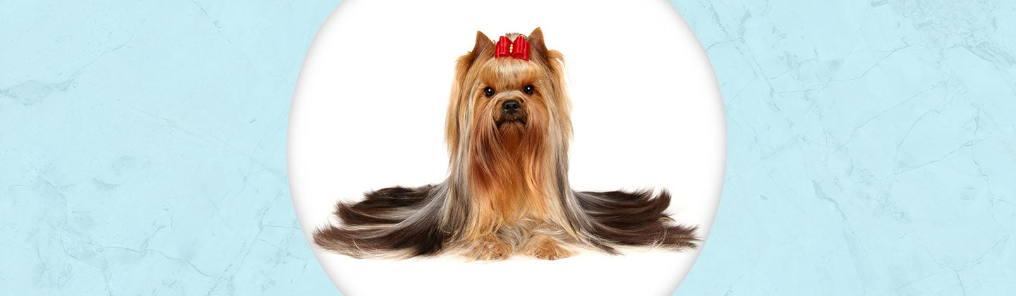 Yorkshire Terrier Jewelry Dazzling Paws